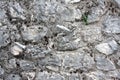 Cobblestoned granite floor background