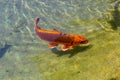 Red - gold decorative Japanese carp koi