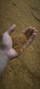 Sample Distillers Dried Grains with Solubles Royalty Free Stock Photo