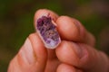 Sample of freshly picked cocoa bean in Costarica Royalty Free Stock Photo