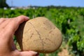 Sample of galets roules, vineyards of Chateauneuf du Pape appellation with grapes growing on soils with large rounded stones