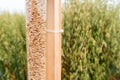 Sample of harvested common oat grain in plastic tube next to the cultivated crop field Royalty Free Stock Photo