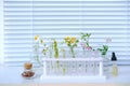 Sample of plants for analysis in university laboratory, studies plant dna, concept science, chemistry, biological laboratory,