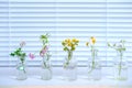 Sample of plants for analysis in university laboratory, studies plant dna, concept science, chemistry, biological laboratory,