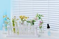 sample of plants for analysis in university laboratory, studies plant dna, concept science, chemistry, biological laboratory,