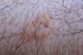 Sample of seborrheic keratosis close up Royalty Free Stock Photo