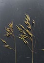 Samples of cereal ears on a black background. Rye, oats, wheat and triticale Royalty Free Stock Photo