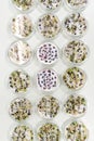 samples of different plants are in petri dishes for research in the laboratory test