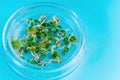 Samples Healthy Nutrition Germination of microgreens.Microgreens Close Petri Bowl Laboratory Microgreens