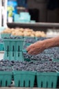 Sampling Blueberries at Farmer's Market Royalty Free Stock Photo