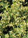 Samshite flower evergreen Buxus sempervire