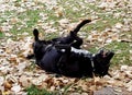 Samson is the Best at rolling in the leaves