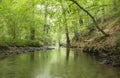 A river across a green forest Royalty Free Stock Photo