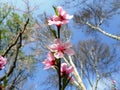 Flowering branch of peach. Pink buds and flowers