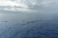 Sperm whale in the atlantic ocean at the acores islands Royalty Free Stock Photo