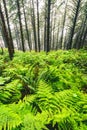 Samuel H Boardman State Park, Oregon, West Coast, United States of America, Travel USA, outdoor, adventure, landscape, rain forest Royalty Free Stock Photo