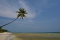 Samui beach coconut 1