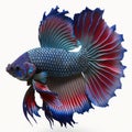 Samurai Betta Fish. Popular fish. Isolated on White Background. Royalty Free Stock Photo