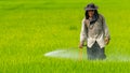 Farmer spraying pesticide on rice field without any chemical protective suit Royalty Free Stock Photo