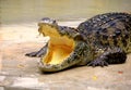 Samutprakan Crocodile Farm and Zoo Royalty Free Stock Photo
