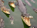 Samutprakan Crocodile Farm and Zoo Royalty Free Stock Photo