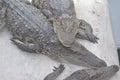 Samutprakan Crocodile Farm Royalty Free Stock Photo