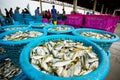 Samutsakorn thailand - september8,2018 : worker collecting size and kind of fish was catching from fishery boat at mahachai