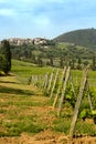 San Antimo vineyards in Tuscany