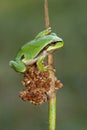 San Antonio`s frog Hyla arborea climbing a reed. Leon, Spain