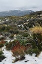 San Bernardino Mountains Snowfall Royalty Free Stock Photo