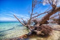 San Blas Island tree roots Royalty Free Stock Photo