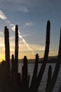 PLANE TRACK LANDING IN SAGUARO Royalty Free Stock Photo