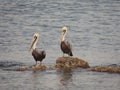 Pelicans Just Like Twin Brothers Royalty Free Stock Photo