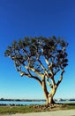 Coastal Coral Tree at San Diego Bay, California