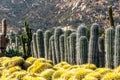 Cactus Rows of Spines