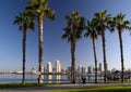 San Diego and Coronado Palm Trees Royalty Free Stock Photo