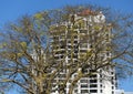 San Diego downtown building behind tall tree  in Embarcadero Marina Park Royalty Free Stock Photo