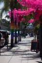 San Diego Hillcrest Gay Pride 2017 Decorations. Rainbow Flags on Palm Trees and Flamingos