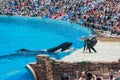 Killer whales shows in the famous SeaWorld Royalty Free Stock Photo