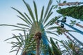 San Diego Skyscrapers and Palm Trees. Clear Blue Sky Background, Sunny Day, California Royalty Free Stock Photo