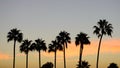 Palm trees at dusk on Pacific Beach