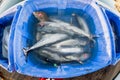 SAN DIEGO, USA - NOVEMBER 17, 2015 - fishing boat unloading tuna at sunrise Royalty Free Stock Photo