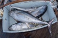 SAN DIEGO, USA - NOVEMBER 17, 2015 - fishing boat unloading tuna at sunrise Royalty Free Stock Photo