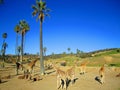 San Diego Zoo, people and giraffe, tourism, Africa scense