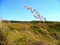 San dunes of Texel