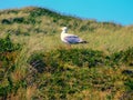 San dunes of Texel