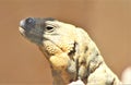 San Esteban Chuckwalla, Phoenix Zoo, Arizona Center for Nature Conservation, Phoenix, Arizona, United States