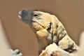 San Esteban Chuckwalla, Phoenix Zoo, Arizona Center for Nature Conservation, Phoenix, Arizona, United States