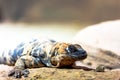 San Esteban Island Chuckwalla