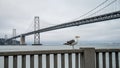 SAN FRANCISCO, CA - September 02, 2014: A seagull by the bay bridge in San Francisco Royalty Free Stock Photo